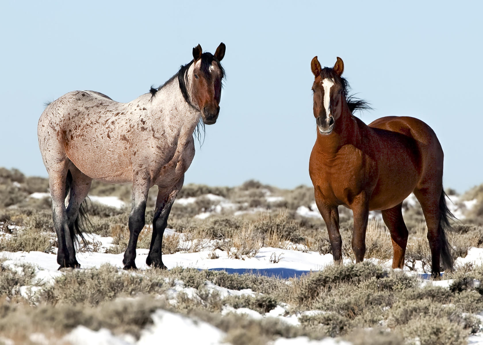 Wyoming Horses #1773