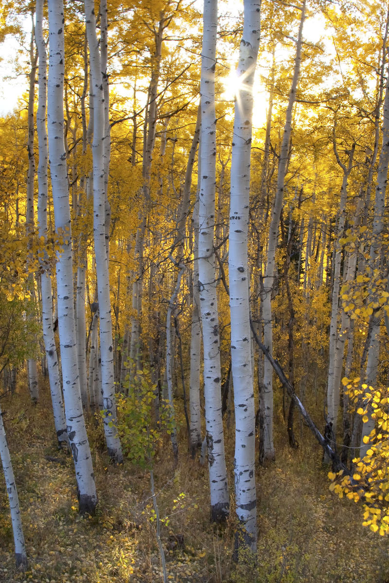 Aspen Burst #5675
