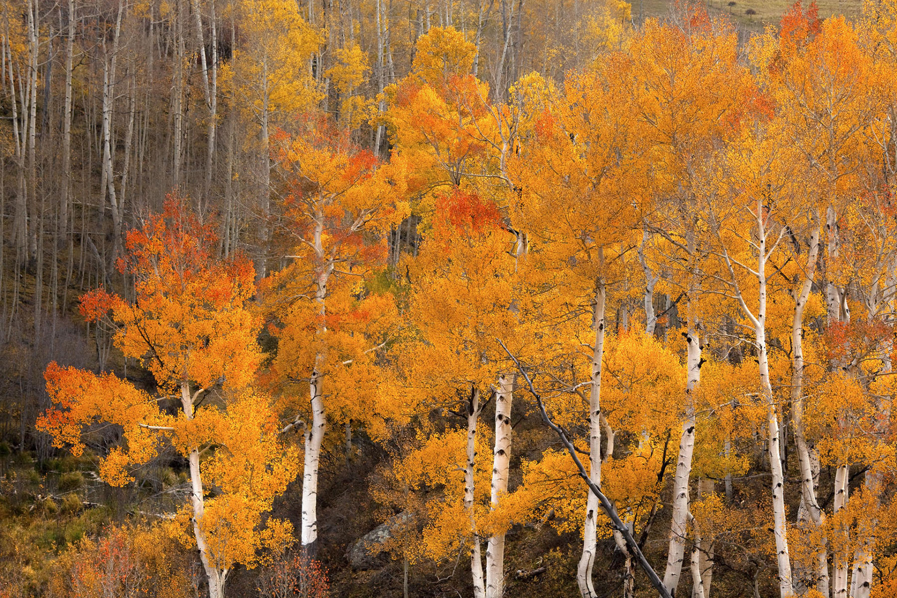 Awesome Aspen #7748