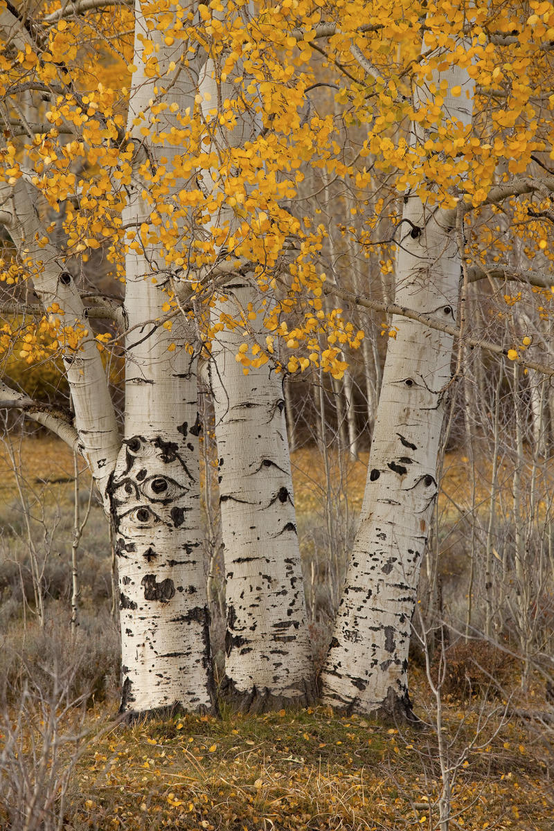 Three Fall Aspens near Ridgway, CO #7733