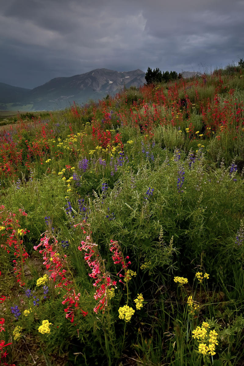 Brush Creek Wildflowers
#5513
