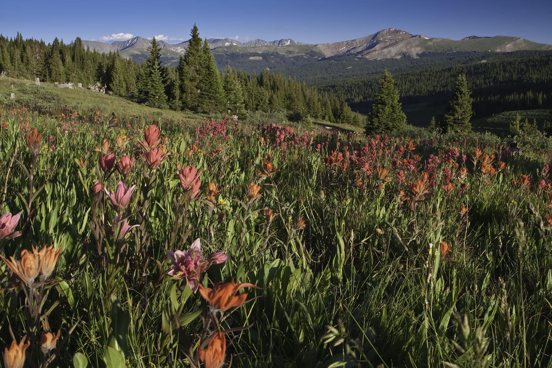 Shrine Pass Wildflowers #0276