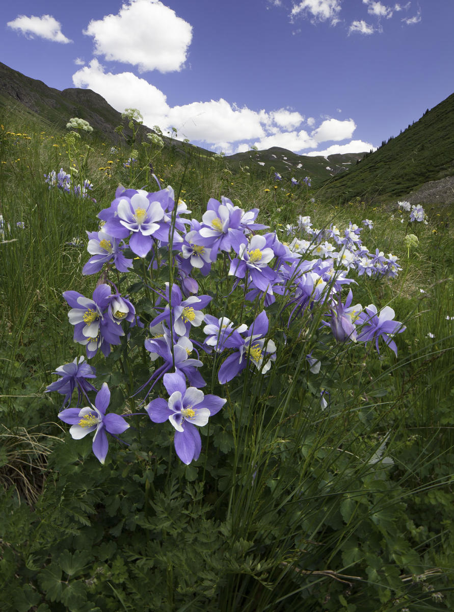 Silverton Columbine #5199