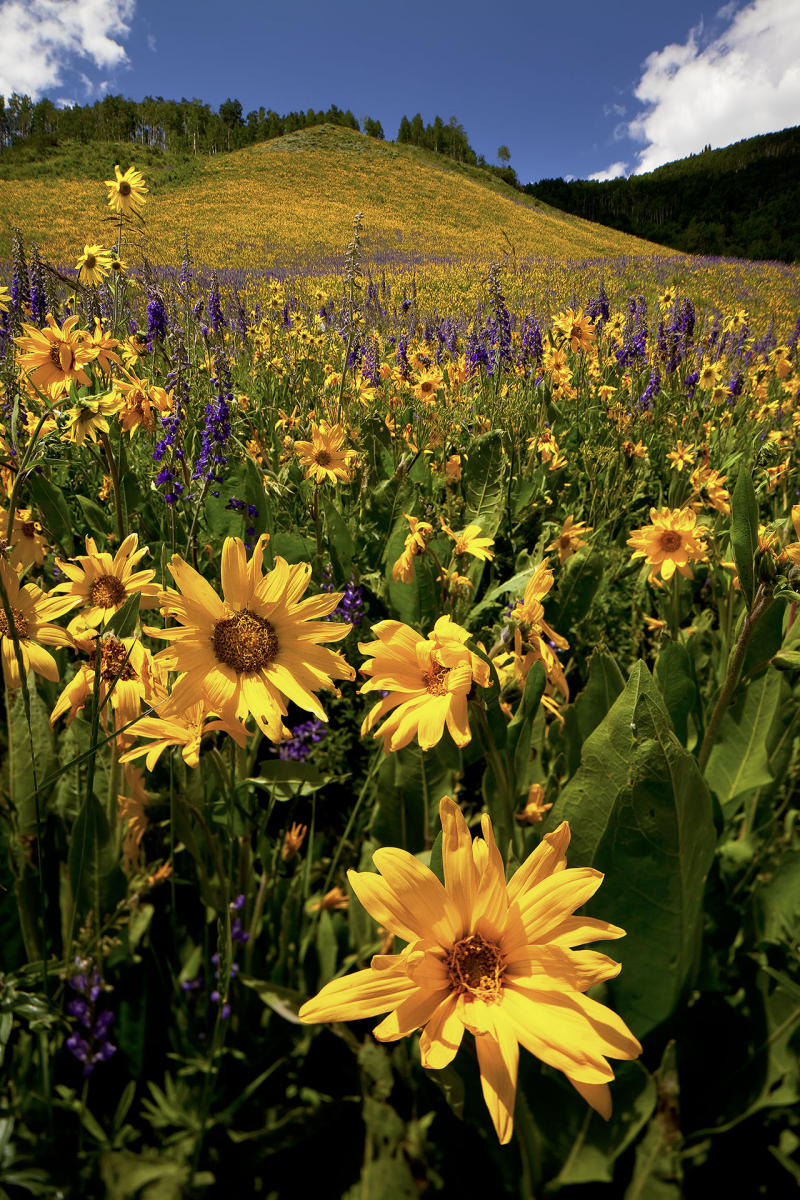 Wildflower Hill east of Crested Butte,CO #5472