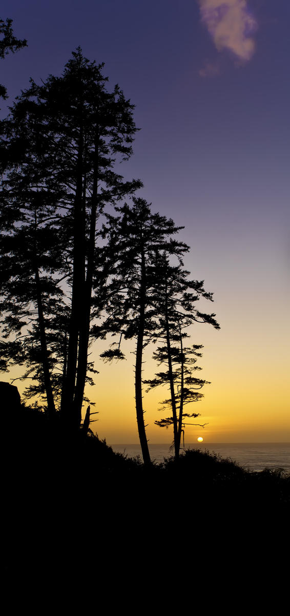 Beach tree sunset #2328