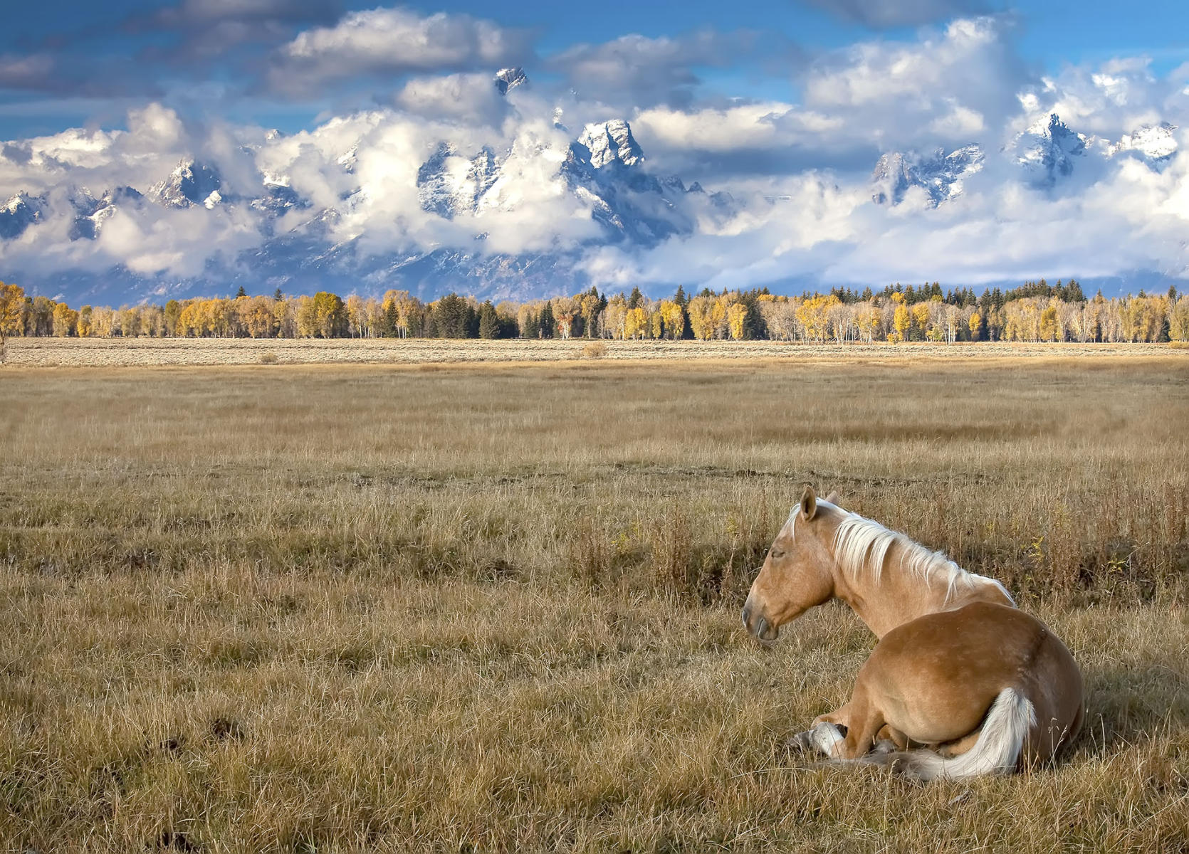 Teton Horse #6616