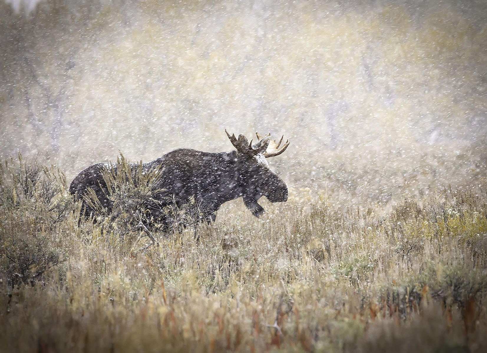 Blizzard Moose #1359