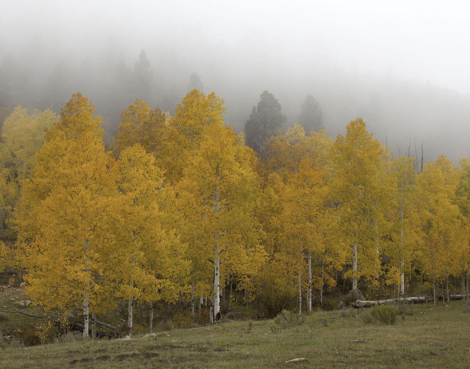 Foggy Aspens between Telluride and Ridgway, CO #799