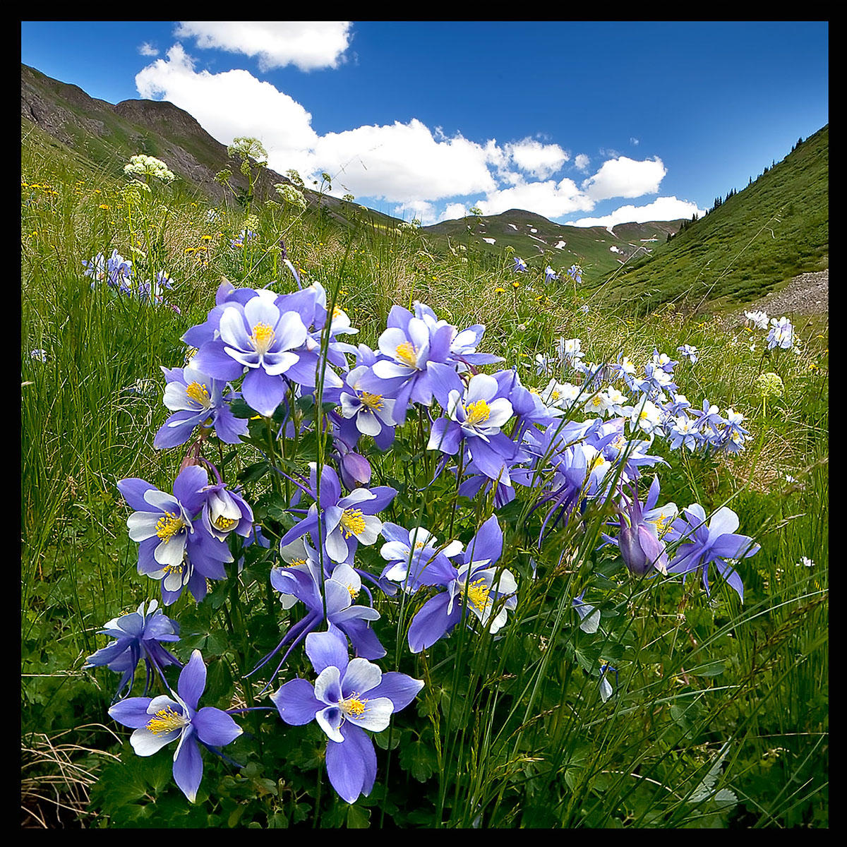Silverton Columbines-#5199
Colorado state flower outside of Silverton,CO